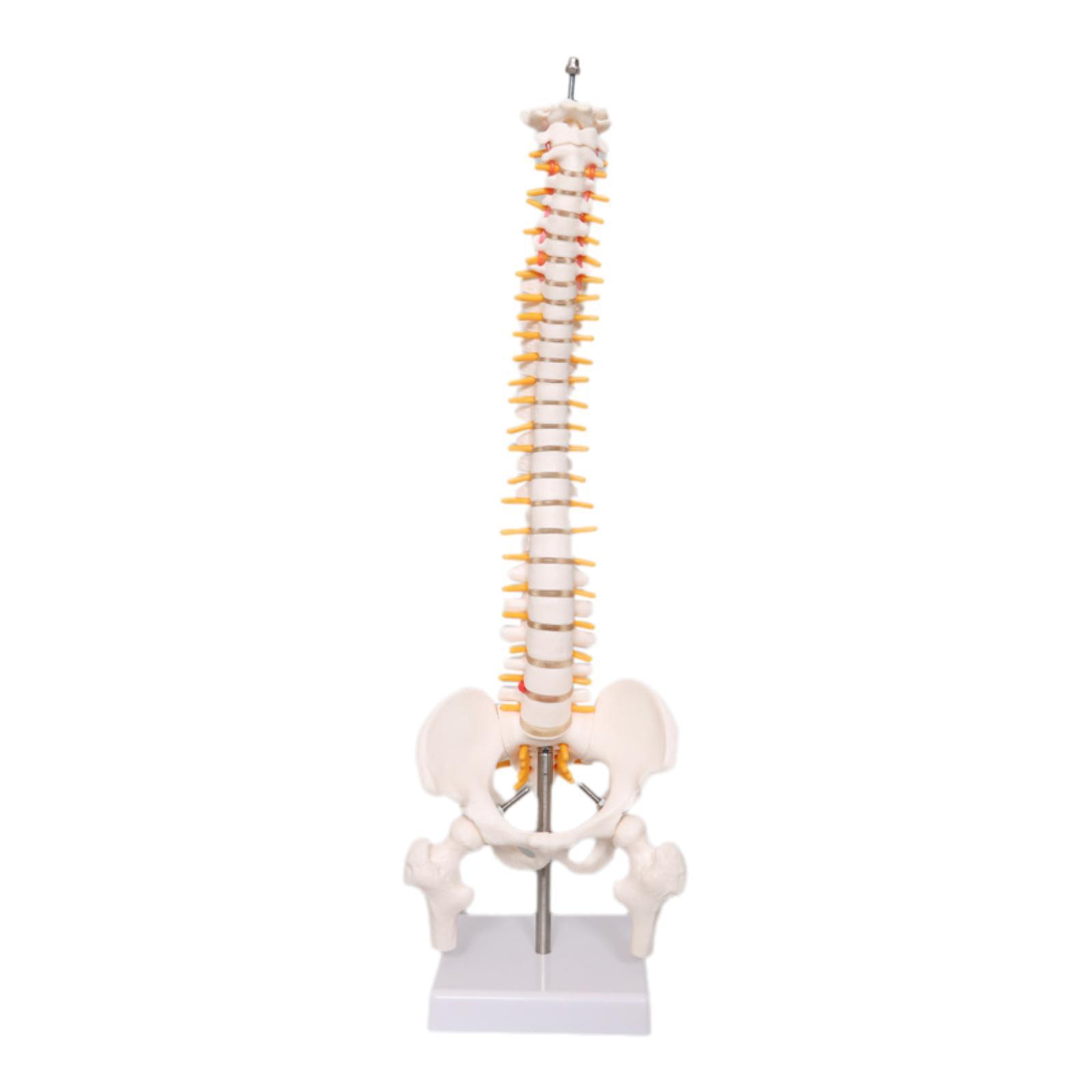 Medical Lab Study - Modello di Colonna Vertebrale per l'Insegnamento,