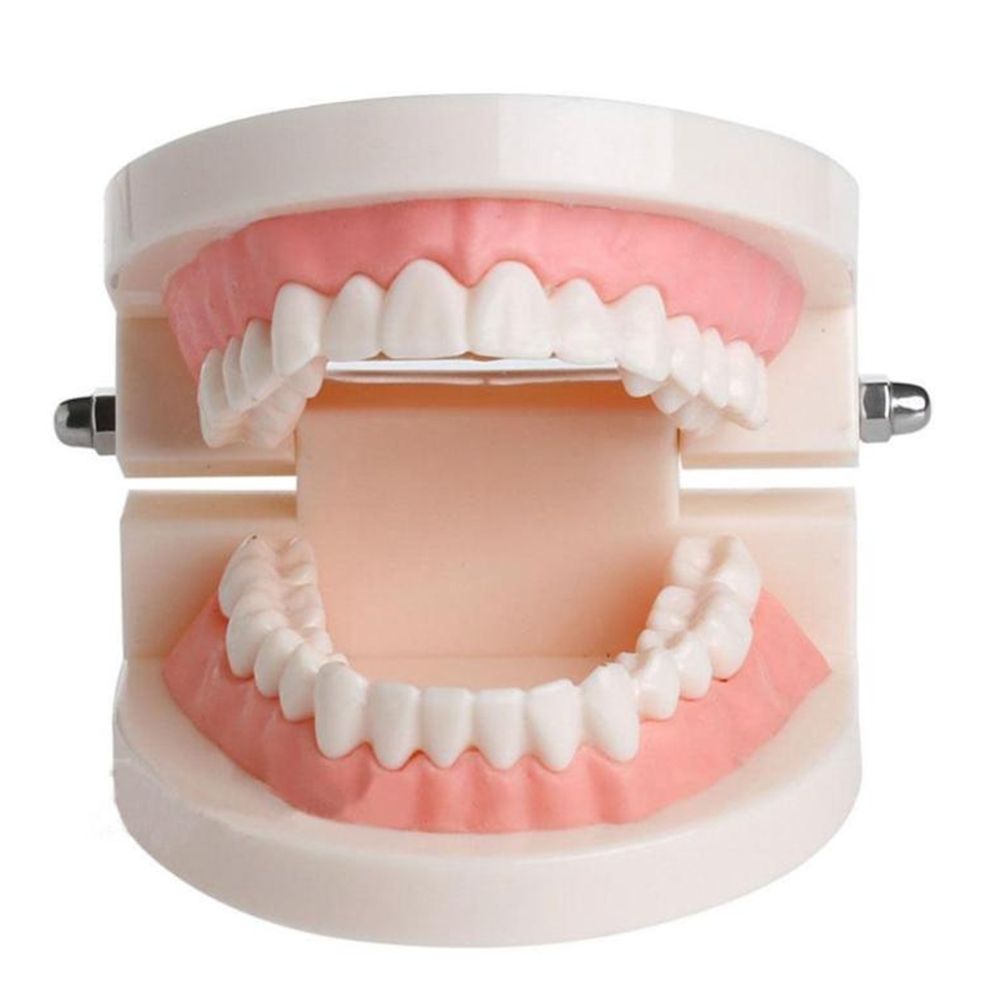 Medical Lab Study - Modello Dentale Tipodontico per Dimostrazioni e