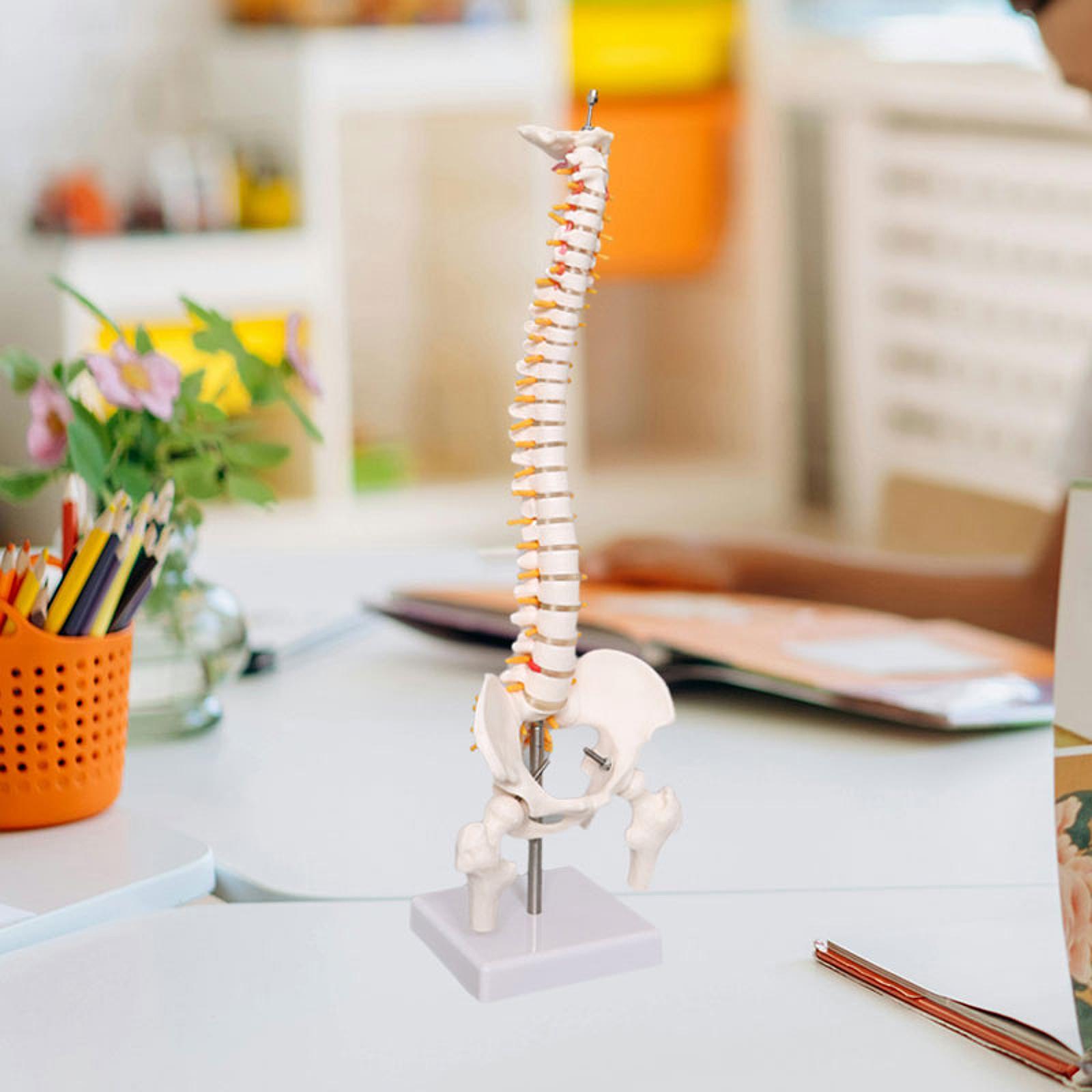 Medical Lab Study - Modello della colonna vertebrale umana da