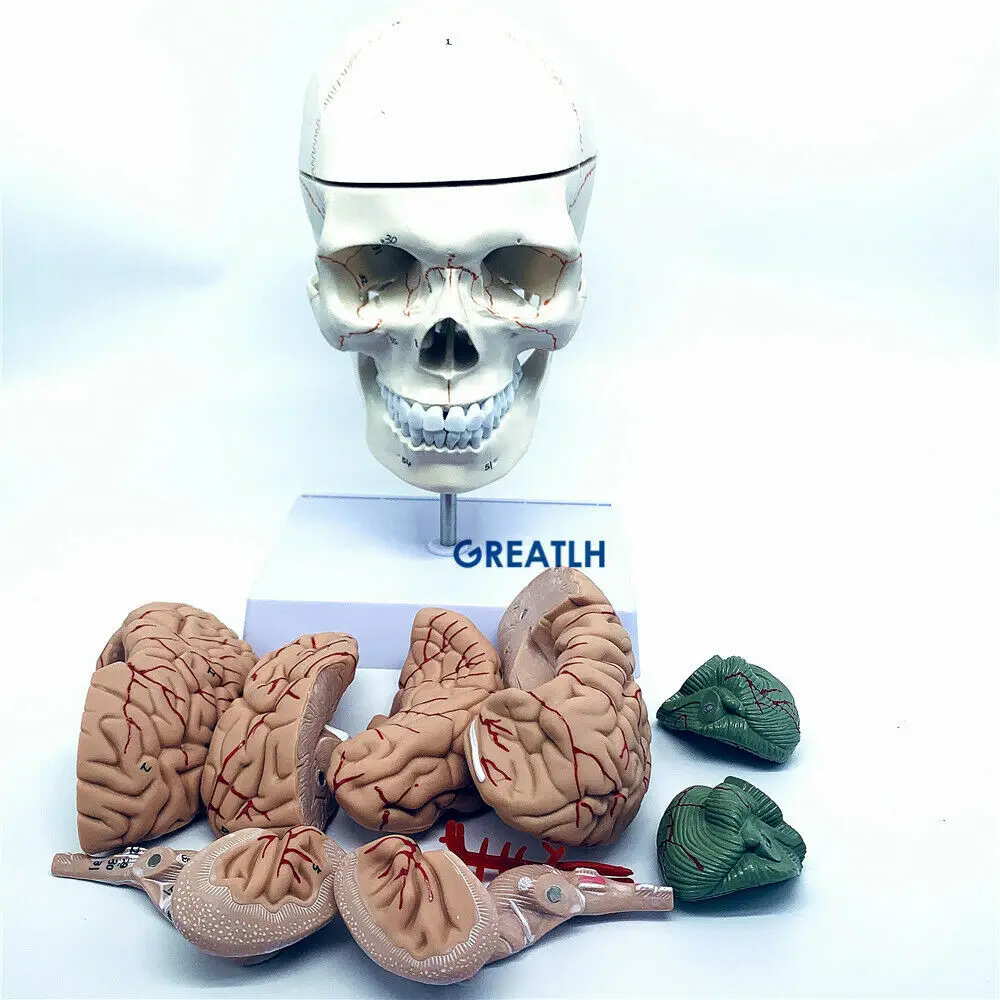 Medical Lab Study - GREATLH Brain modello anatomico testa umana