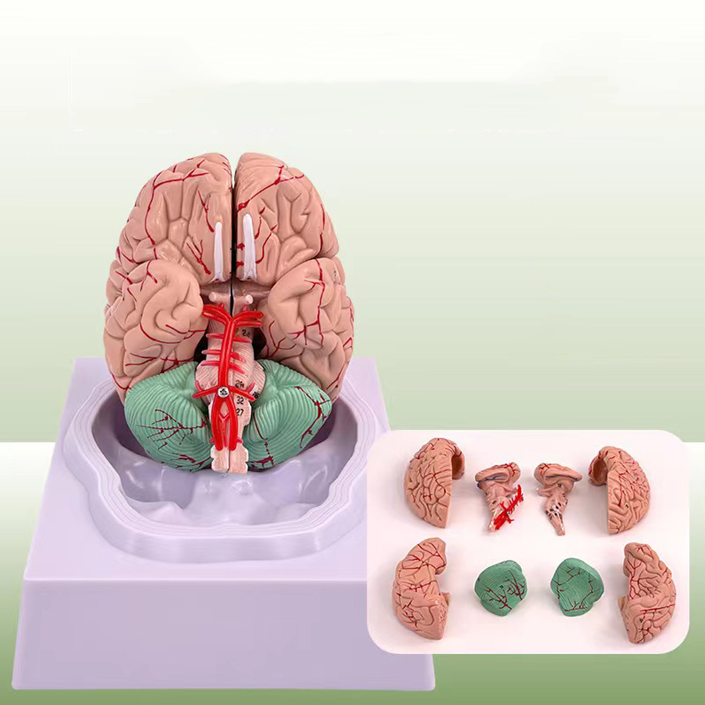 Medical Lab Study - Modello di area funzionale del cervello
