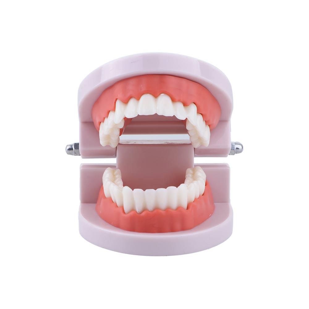 Modello Dentale Tipodontico pe - Medical Lab Study recensione e prezzo