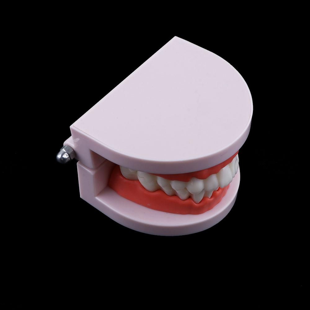 Modello Dentale Tipodontico pe - Medical Lab Study recensione e prezzo