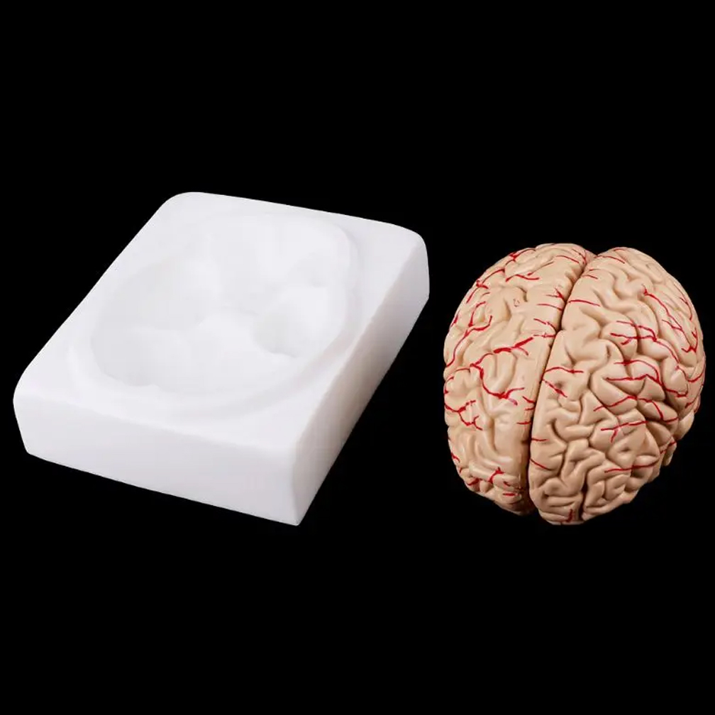 Modello di cervello uomo donna - Medical Lab Study recensione e prezzo
