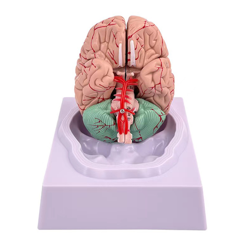 Modello di cervello uomo donna - Medical Lab Study recensione e prezzo