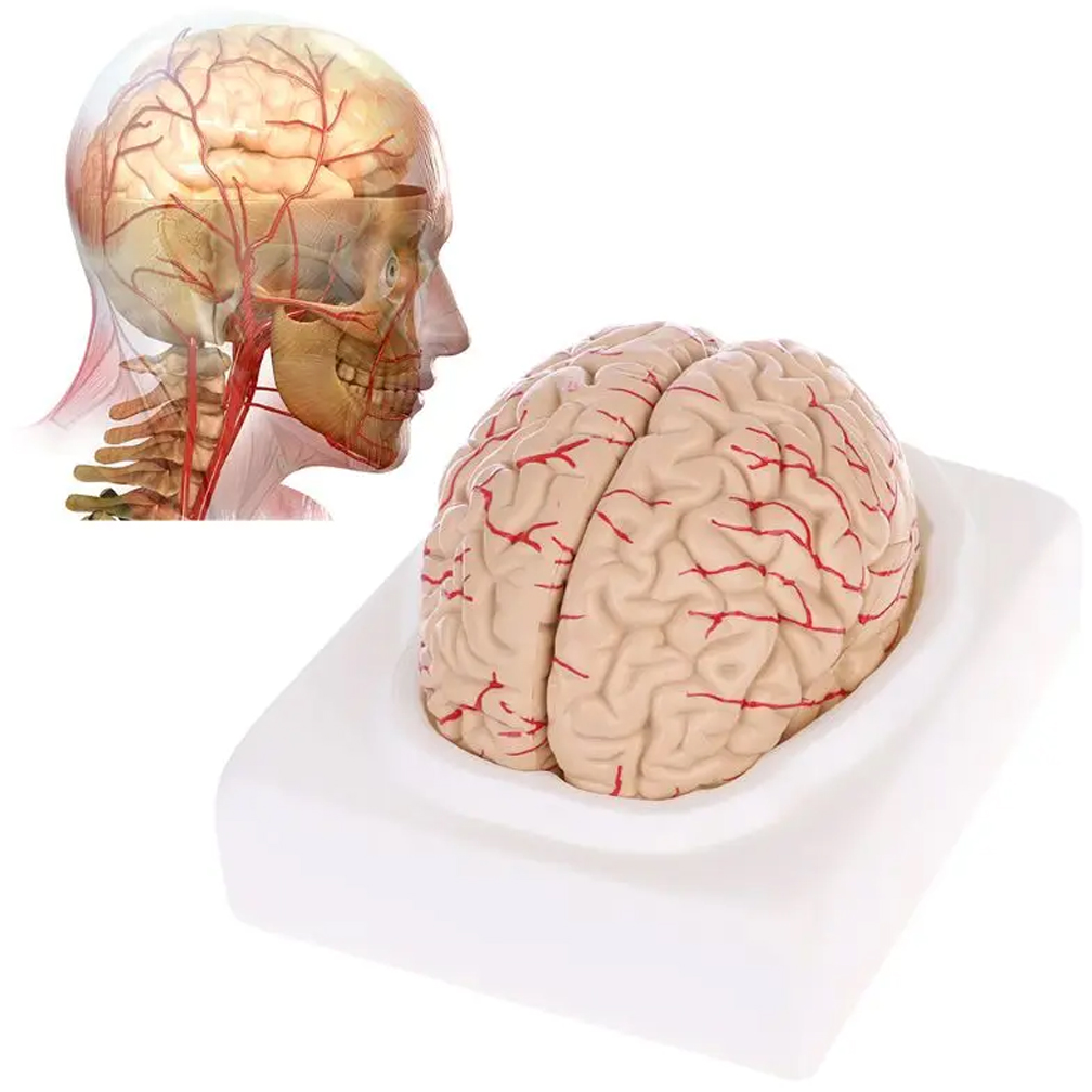 Modello di anatomia del cervel - Medical Lab Study recensione e prezzo