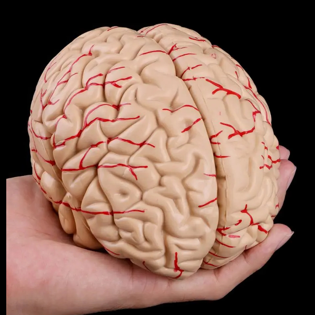 Modello di anatomia del cervel - Medical Lab Study recensione e prezzo