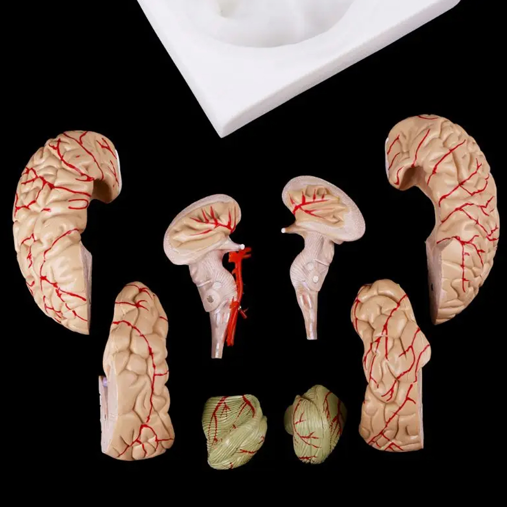 Modello di anatomia del cervel - Medical Lab Study recensione e prezzo