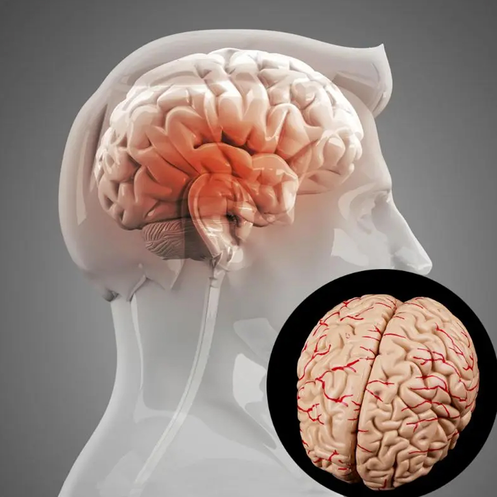 Modello di anatomia del cervel - Medical Lab Study recensione e prezzo