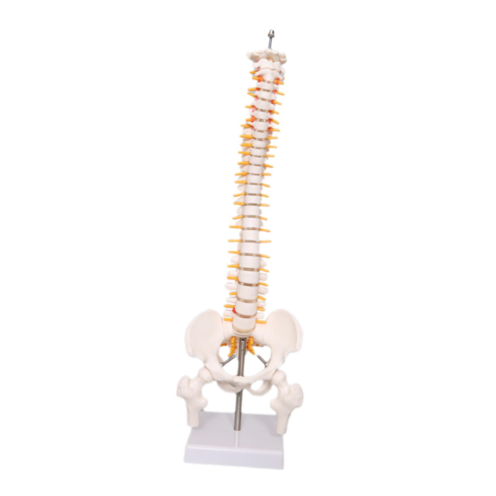 Modello della colonna vertebra - Medical Lab Study recensione e prezzo