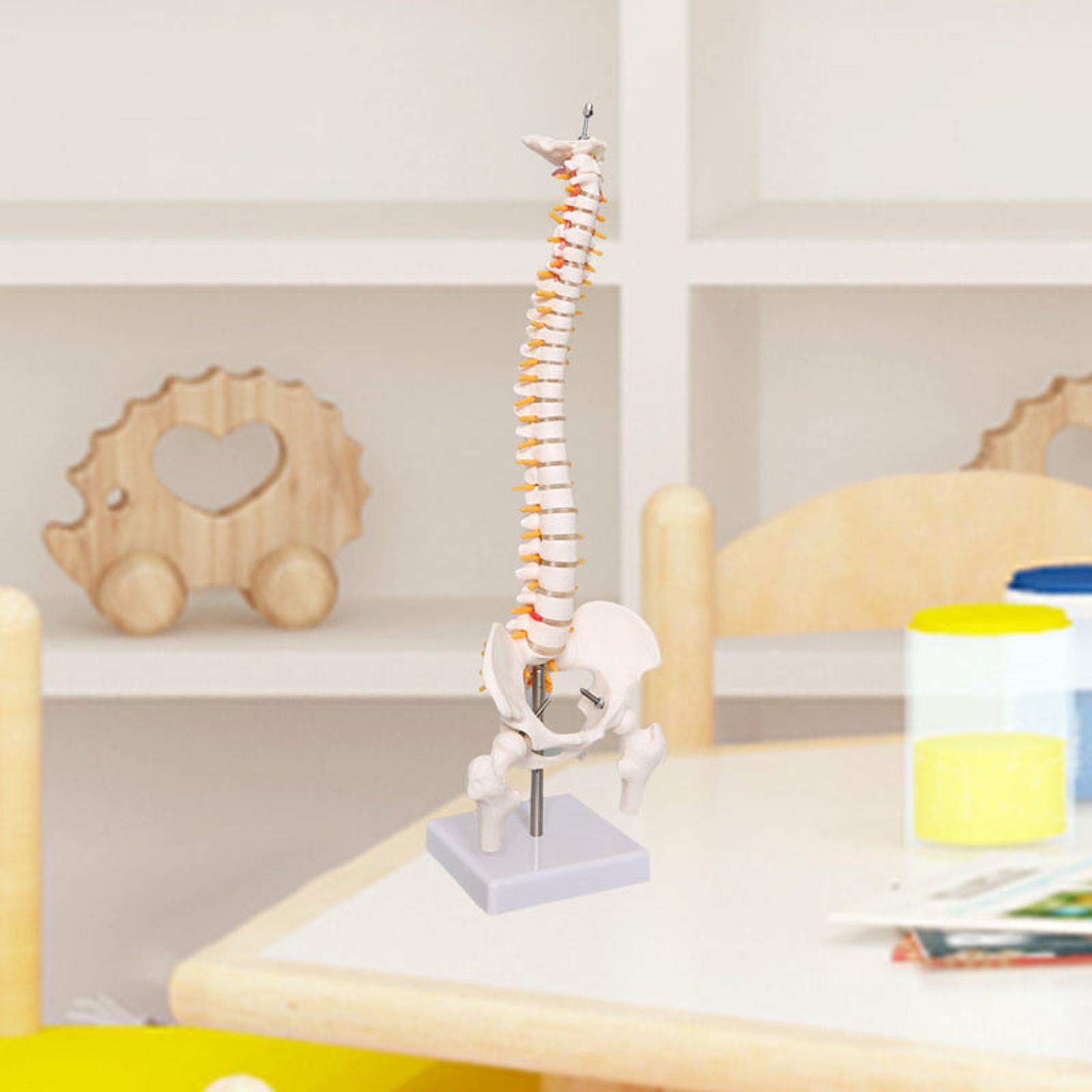 Modello della colonna vertebra - Medical Lab Study recensione e prezzo