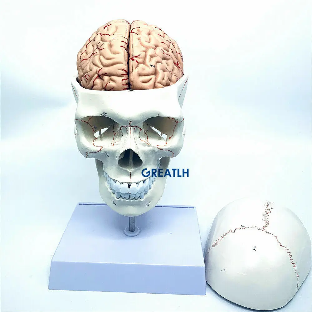 GREATLH Brain modello anatomic - Medical Lab Study recensione e prezzo