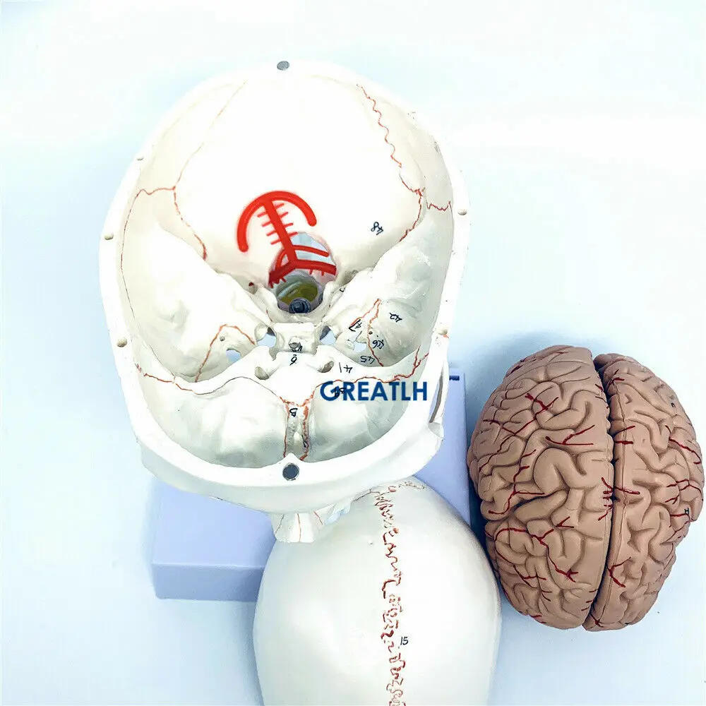 GREATLH Brain modello anatomic - Medical Lab Study recensione e prezzo
