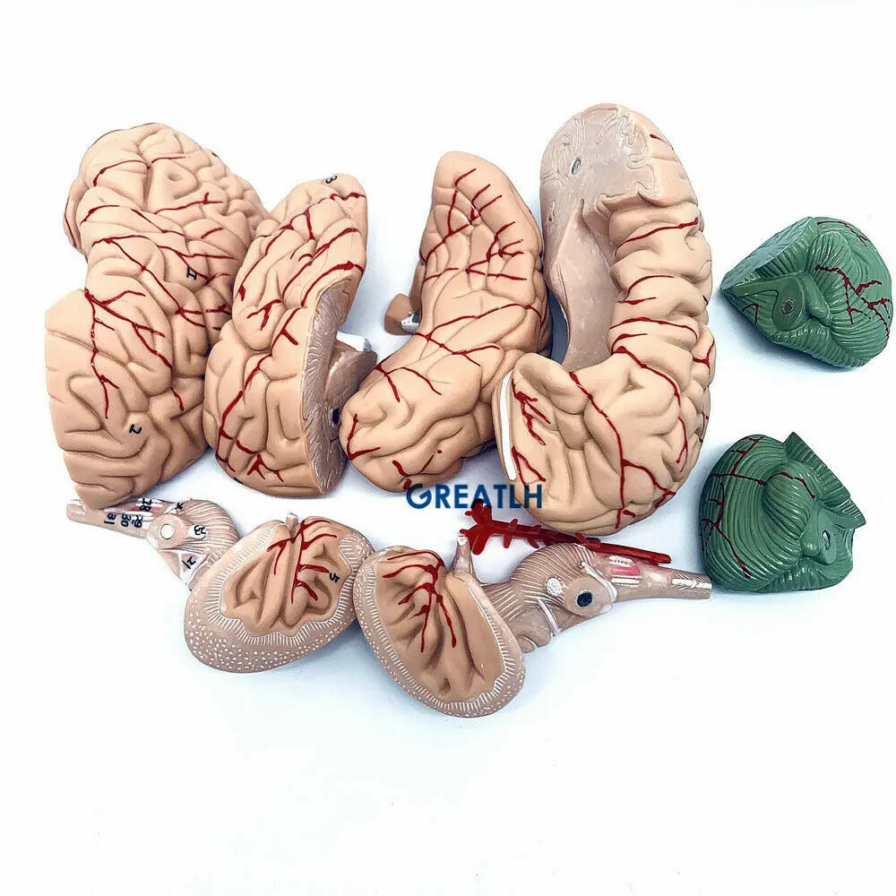 GREATLH Brain modello anatomic - Medical Lab Study recensione e prezzo