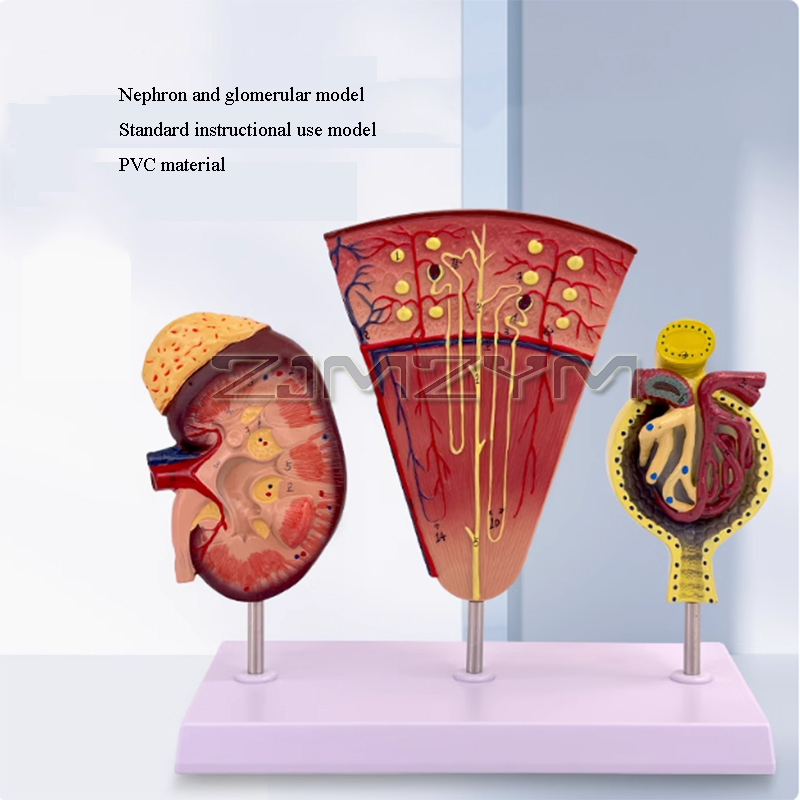 Struttura del modello renale m - Medical Lab Study recensione e prezzo