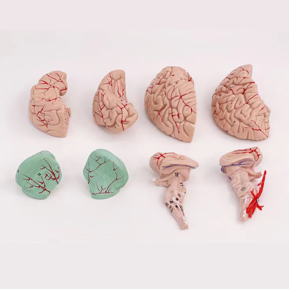 Modello di area funzionale del - Medical Lab Study recensione e prezzo
