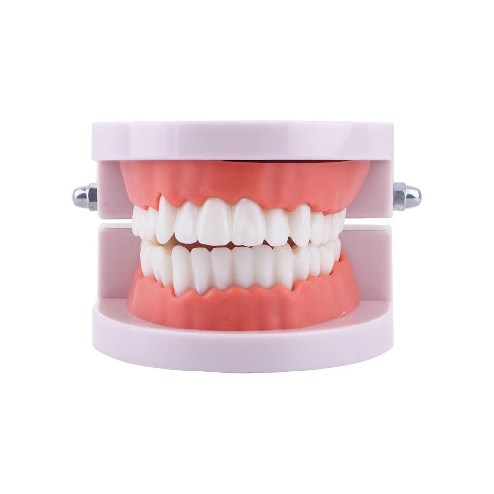Modello Dentale Standard Lab P - Medical Lab Study recensione e prezzo