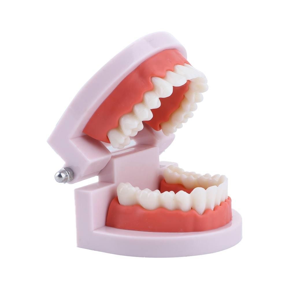 Modello Dentale Standard Lab P - Medical Lab Study recensione e prezzo