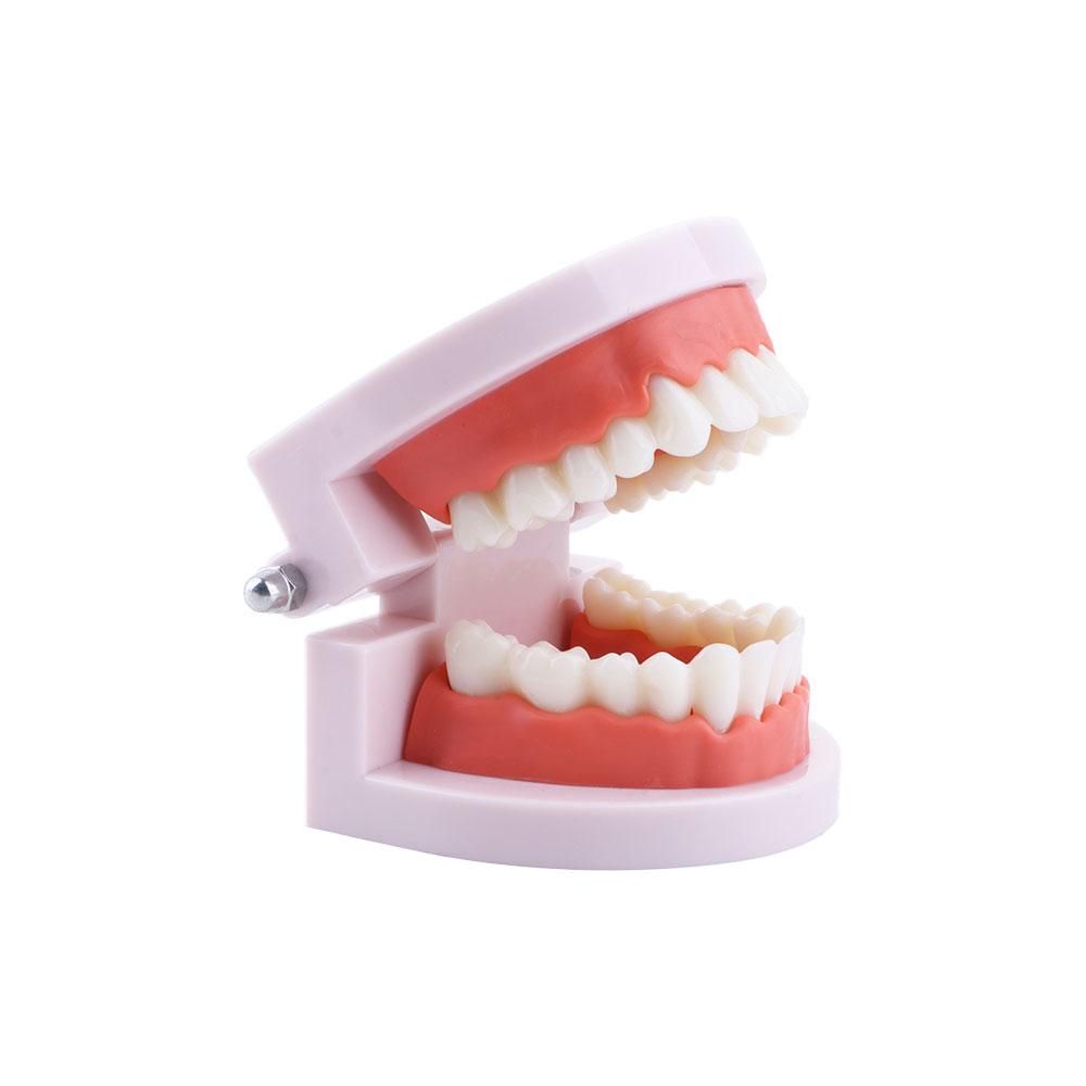 Modello Dentale Standard Lab P - Medical Lab Study recensione e prezzo